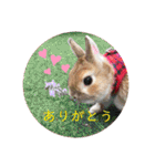 うさぎ3姉妹（個別スタンプ：15）