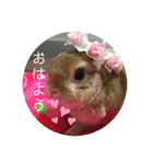 うさぎ3姉妹（個別スタンプ：16）