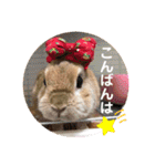 うさぎ3姉妹（個別スタンプ：17）
