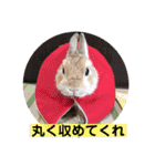 うさぎ3姉妹（個別スタンプ：21）
