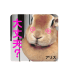 うさぎ3姉妹（個別スタンプ：25）