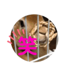 うさぎ3姉妹（個別スタンプ：26）