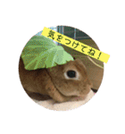 うさぎ3姉妹（個別スタンプ：28）