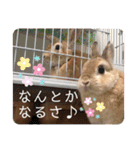 うさぎ3姉妹（個別スタンプ：29）