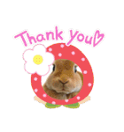 うさぎ3姉妹（個別スタンプ：30）