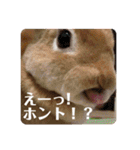 うさぎ3姉妹（個別スタンプ：31）