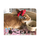 うさぎ3姉妹（個別スタンプ：33）