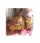 うさぎ3姉妹（個別スタンプ：36）
