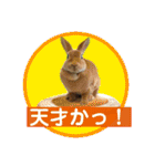 うさぎ3姉妹（個別スタンプ：37）