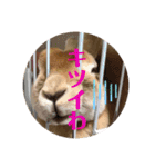 うさぎ3姉妹（個別スタンプ：40）