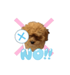 トイプーのプ氏2（個別スタンプ：2）