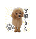 トイプーのプ氏2（個別スタンプ：4）