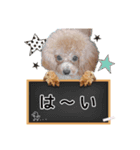 トイプーのプ氏2（個別スタンプ：5）