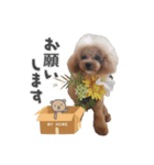 トイプーのプ氏2（個別スタンプ：6）