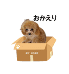 トイプーのプ氏2（個別スタンプ：8）