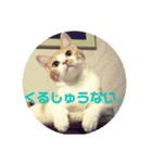 baguette girls（個別スタンプ：14）