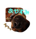 むくです（個別スタンプ：2）