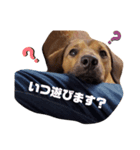 むくです（個別スタンプ：5）