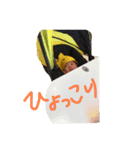 もあじろうのすたんぷ(1ヶ月)（個別スタンプ：13）