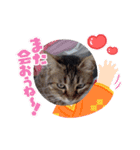 あにゃにゃん（個別スタンプ：1）