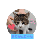 あにゃにゃん（個別スタンプ：2）