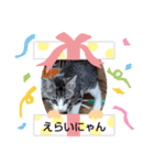 あにゃにゃん（個別スタンプ：6）