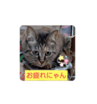 あにゃにゃん（個別スタンプ：7）