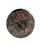 ラブねここ達（個別スタンプ：2）