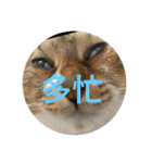 ラブねここ達（個別スタンプ：3）