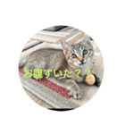 ラブねここ達（個別スタンプ：4）
