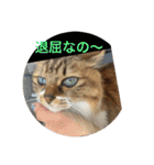 ラブねここ達（個別スタンプ：5）