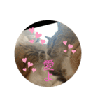 ラブねここ達（個別スタンプ：6）