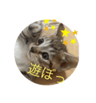 ラブねここ達（個別スタンプ：7）