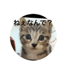 ラブねここ達（個別スタンプ：9）