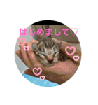 ラブねここ達（個別スタンプ：10）