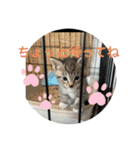 ラブねここ達（個別スタンプ：11）
