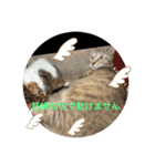 ラブねここ達（個別スタンプ：13）
