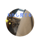 ラブねここ達（個別スタンプ：14）