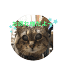 ラブねここ達（個別スタンプ：15）