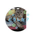 ラブねここ達（個別スタンプ：16）