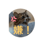 ラブねここ達（個別スタンプ：18）