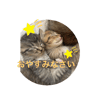 ラブねここ達（個別スタンプ：21）