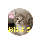 ラブねここ達（個別スタンプ：22）