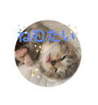 ラブねここ達（個別スタンプ：23）