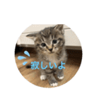 ラブねここ達（個別スタンプ：24）