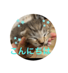 ラブねここ達（個別スタンプ：25）