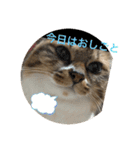 ラブねここ達（個別スタンプ：26）