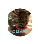 ラブねここ達（個別スタンプ：27）