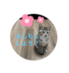 ラブねここ達（個別スタンプ：29）