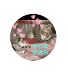 ラブねここ達（個別スタンプ：31）